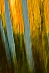 adirondack, birch, tree, blur, impressionist, impressionistic, abstract, painterly, painterly photo, photograph
